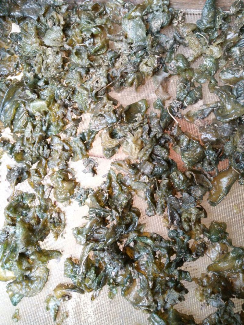 地皮菜
