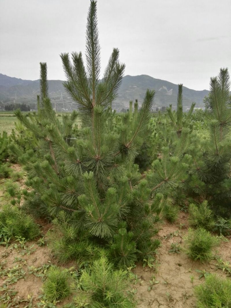 造型松8公分