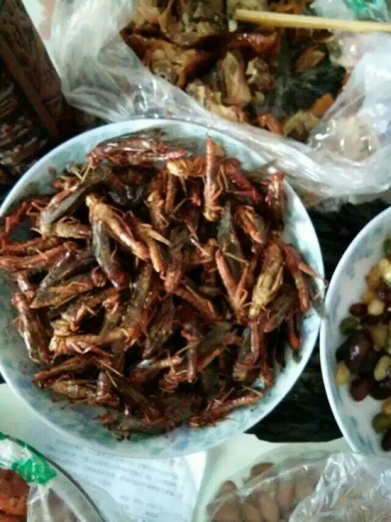东亚飞蝗食用