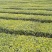 五峰绿茶