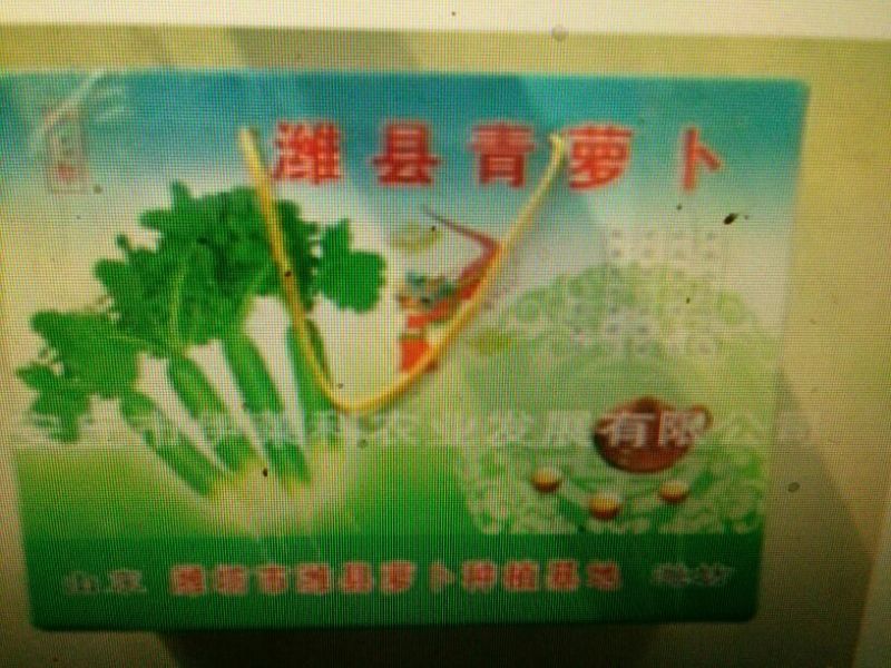 潍县萝卜1~1.5斤起