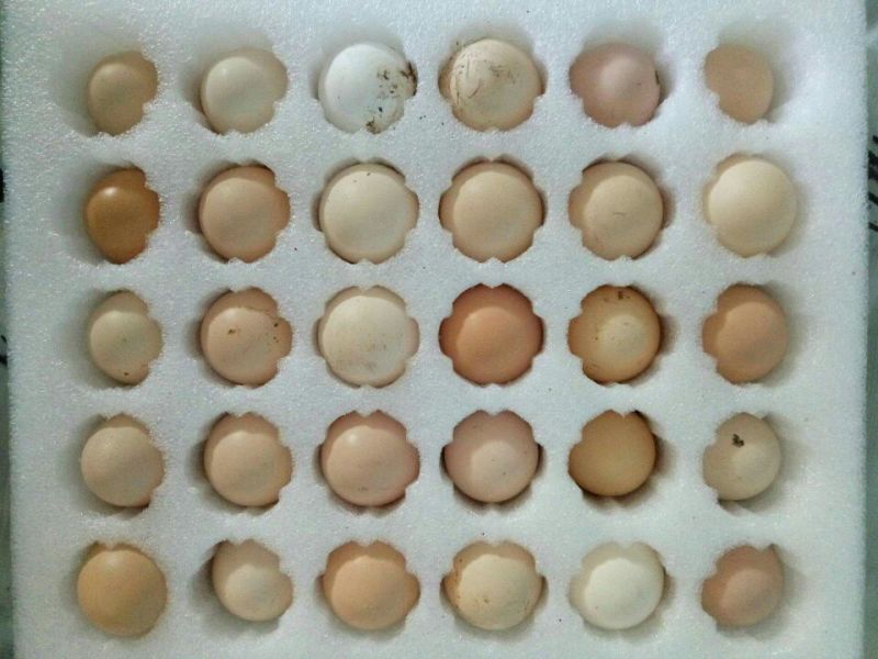 土鸡蛋食用50g以下