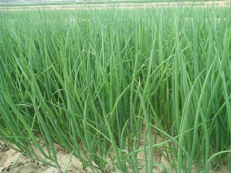 四季小葱50~55cm
