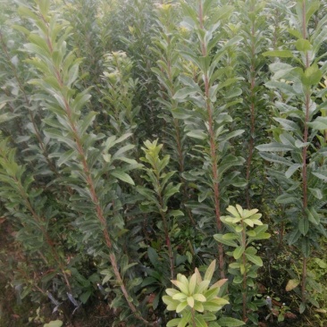 杨梅树30~50cm