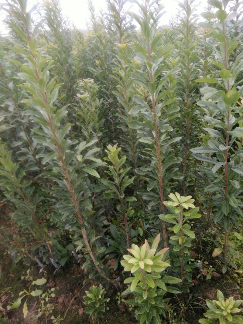 杨梅树30~50cm