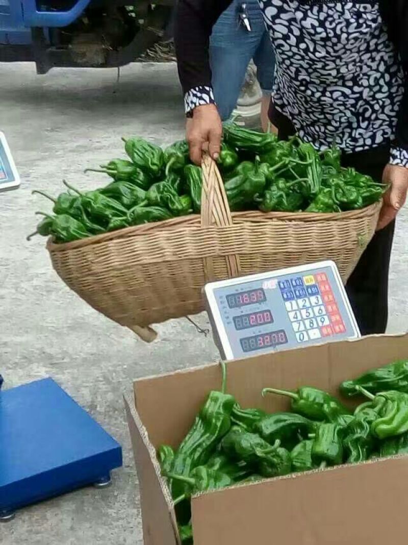 青椒