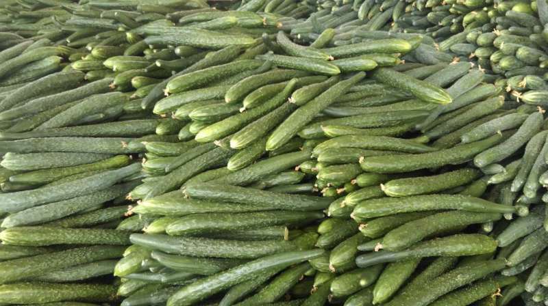 青瓜