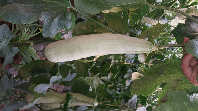 羊角蜜甜瓜，脆甜，种植面积大，可以一件代发
