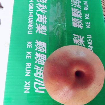 晚秋黄梨