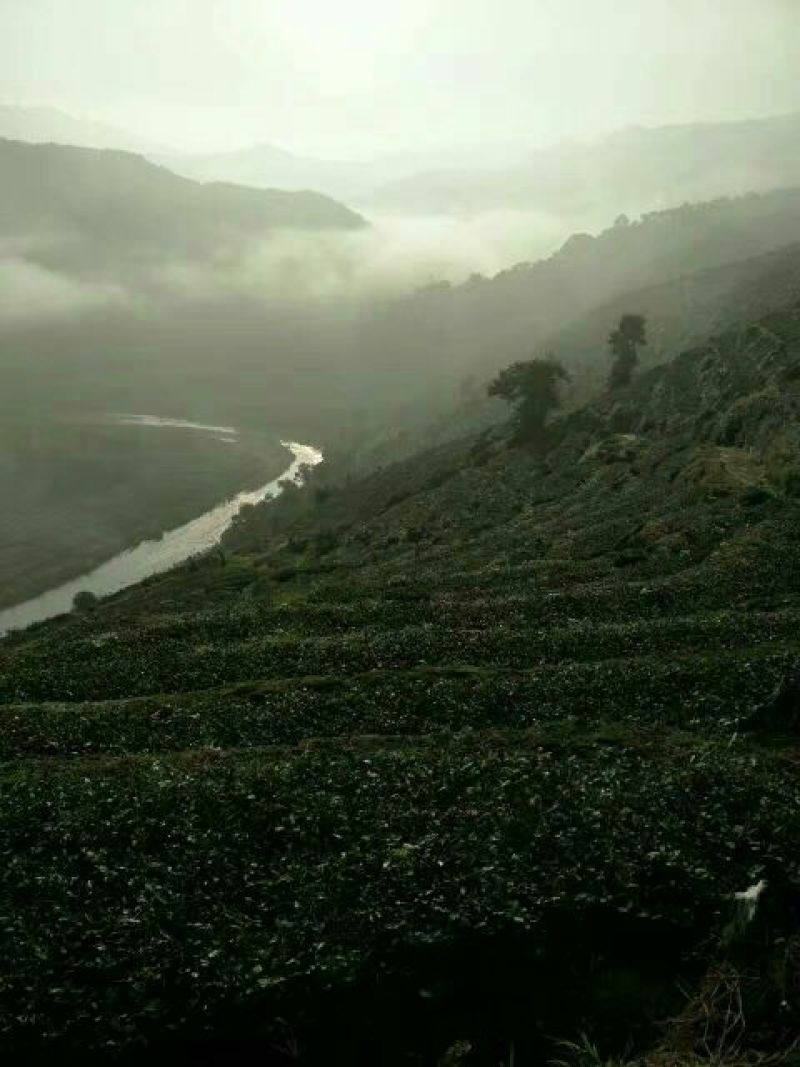 观音茶一级