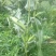 菜用玉米1%