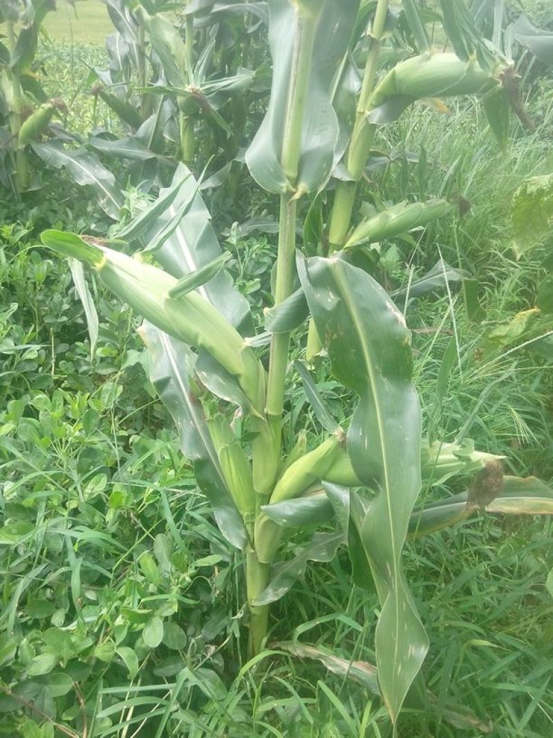 菜用玉米1%