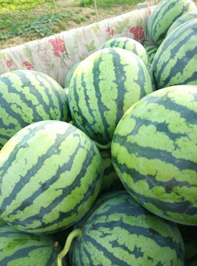 西瓜山东滨州市惠民县_批发_供应-一亩田农业