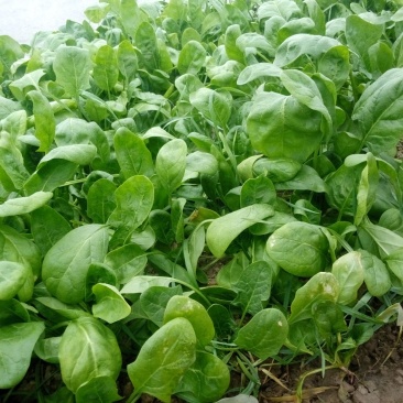 大叶菠菜25~30厘米