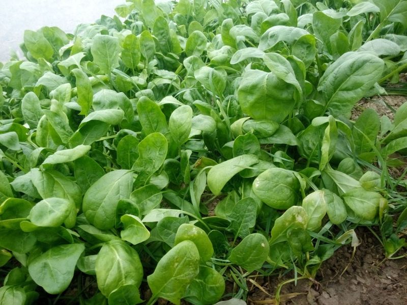 大叶菠菜25~30厘米