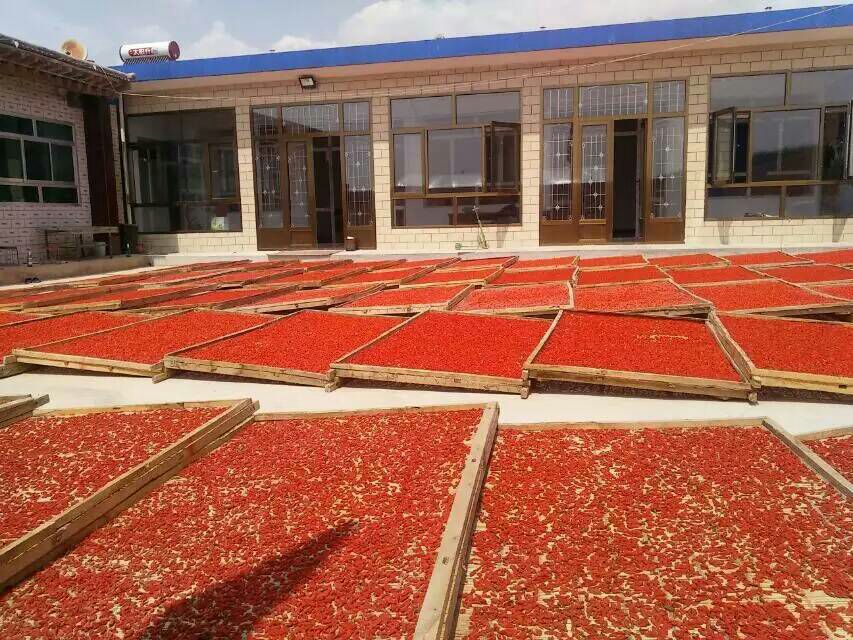 甘肃白银市靖远县红枸杞 二茬批发_徐建华供应