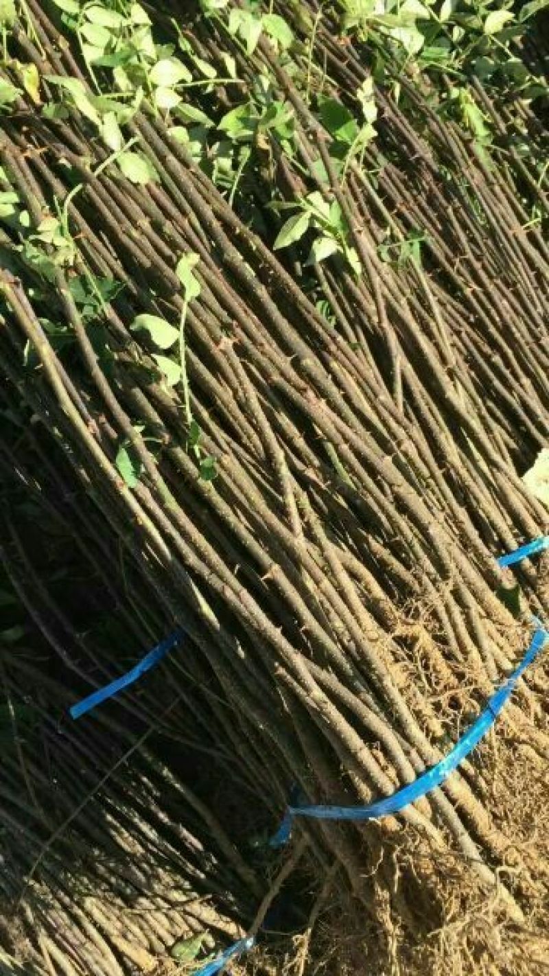 泰山大红袍花椒苗，1年苗，成活率高，规格齐全，价格优惠