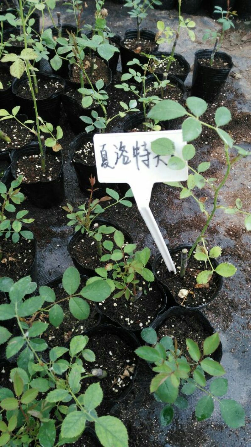 欧洲月季10~20cm