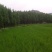 精品水杉，池杉，落雨杉，中山杉，红豆杉，
