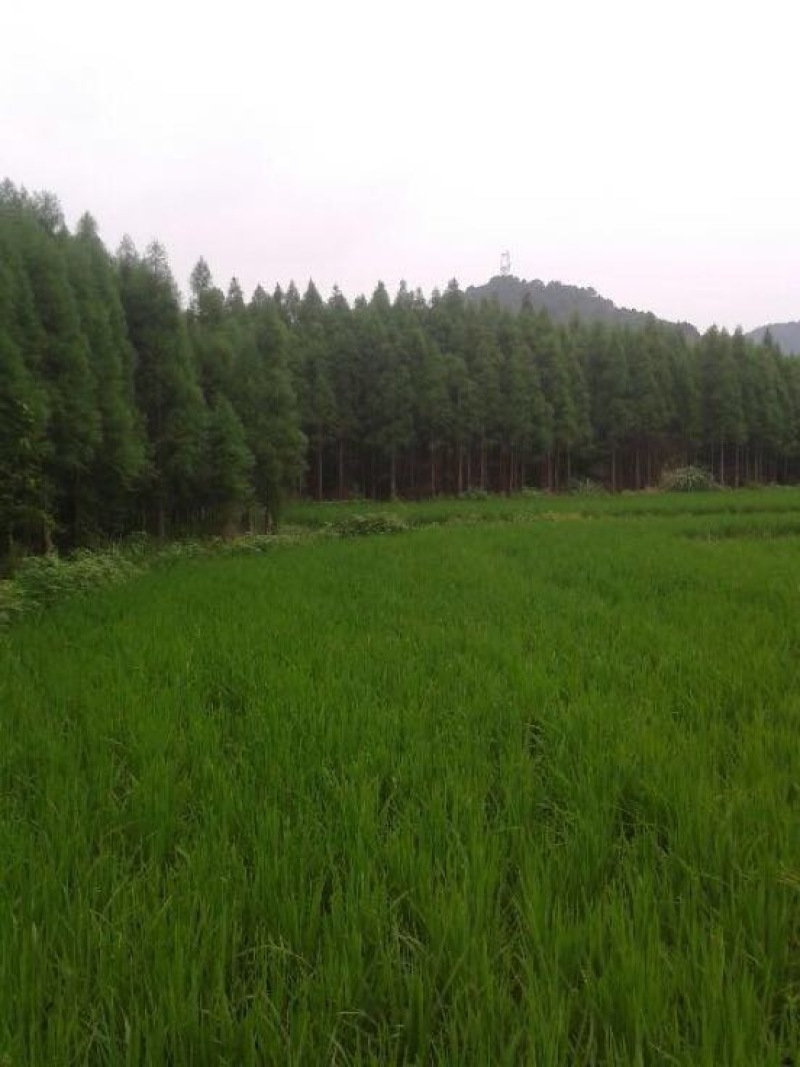 精品水杉，池杉，落雨杉，中山杉，红豆杉，