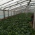 黑叶菠菜10~15厘米