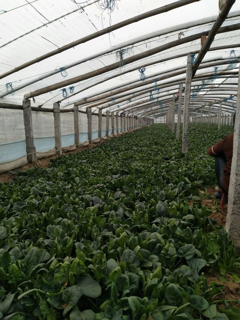 黑叶菠菜10~15厘米