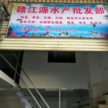鲤鱼食用2~3公斤