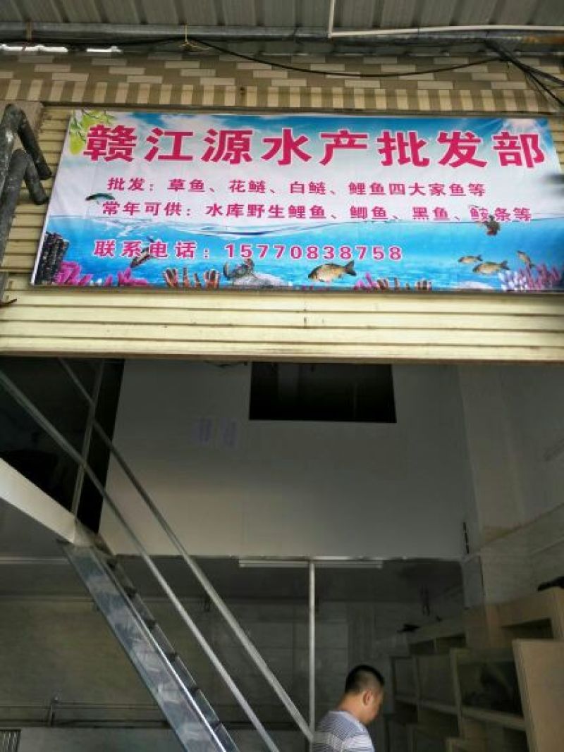 鲤鱼食用2~3公斤