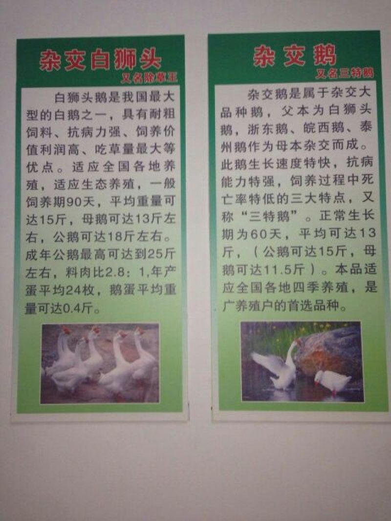 鹅苗250g以上