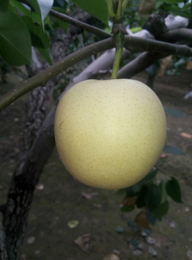 皇冠梨250~300g纸加膜