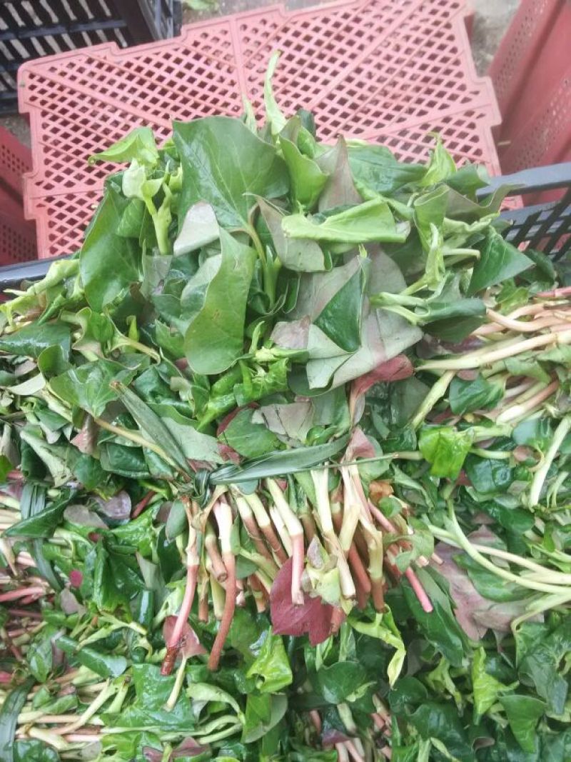 鱼腥草