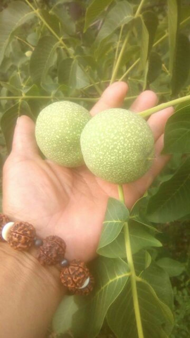 薄皮核桃去皮