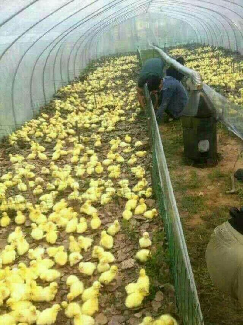 鹅苗250g以下