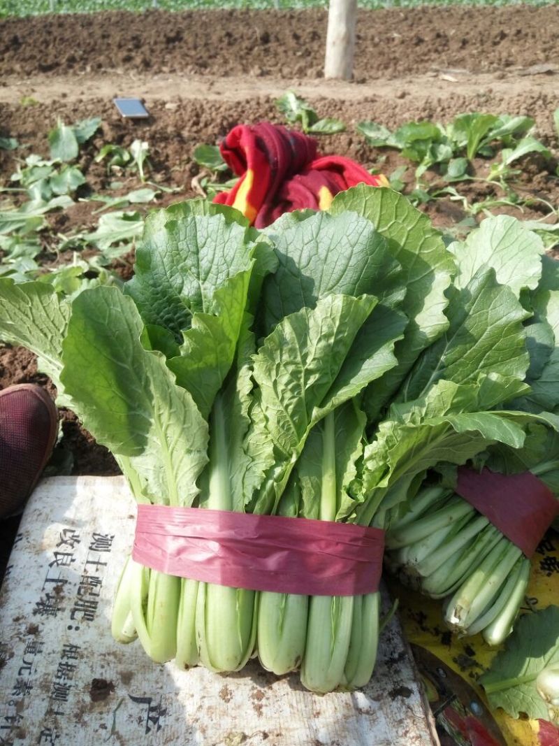 大叶菠菜20~25厘米