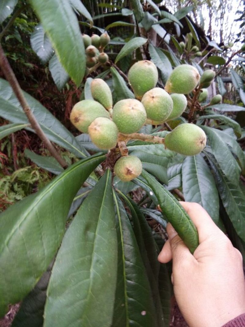枇杷树苗30~50cm