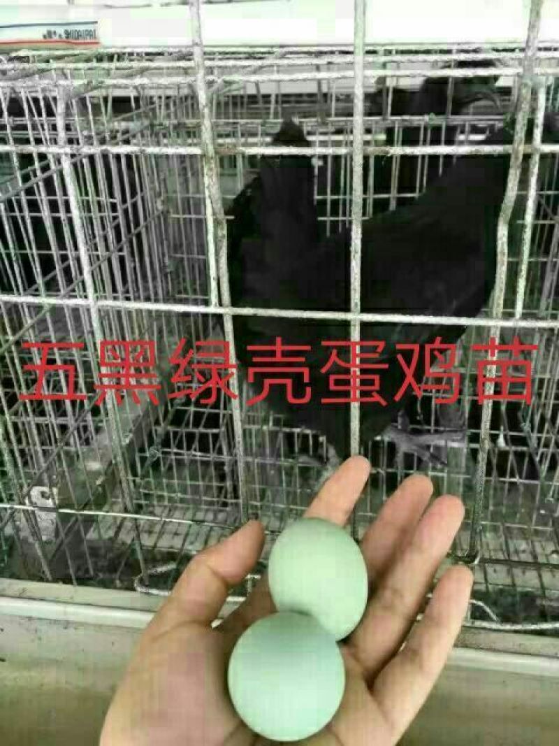 绿壳蛋鸡苗250克以下脱温苗