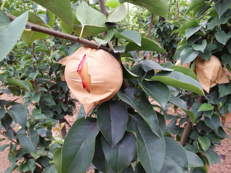 爱宕梨300~350g纸袋
