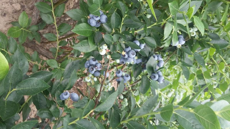 蓝莓鲜果12~14mm以上