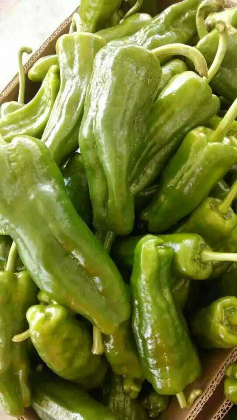 鲜辣椒