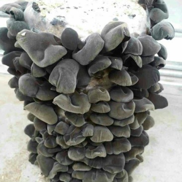 干木耳一级