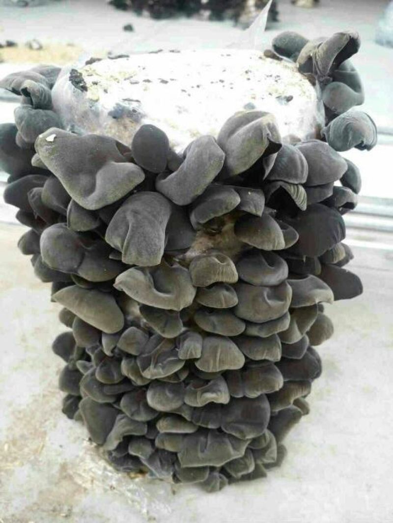 干木耳一级