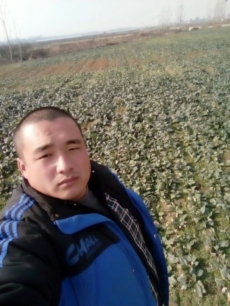 秋菠菜20~25厘米