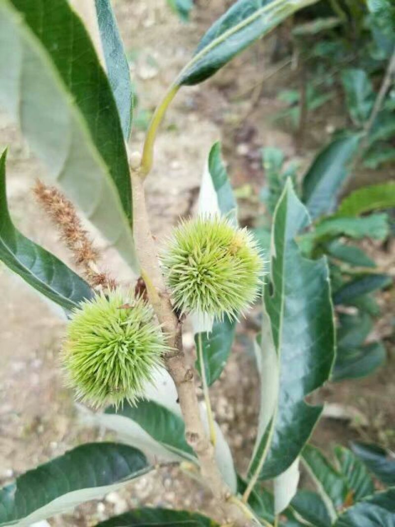 板栗树苗嫁接板栗苗华光板栗泰山板栗等
