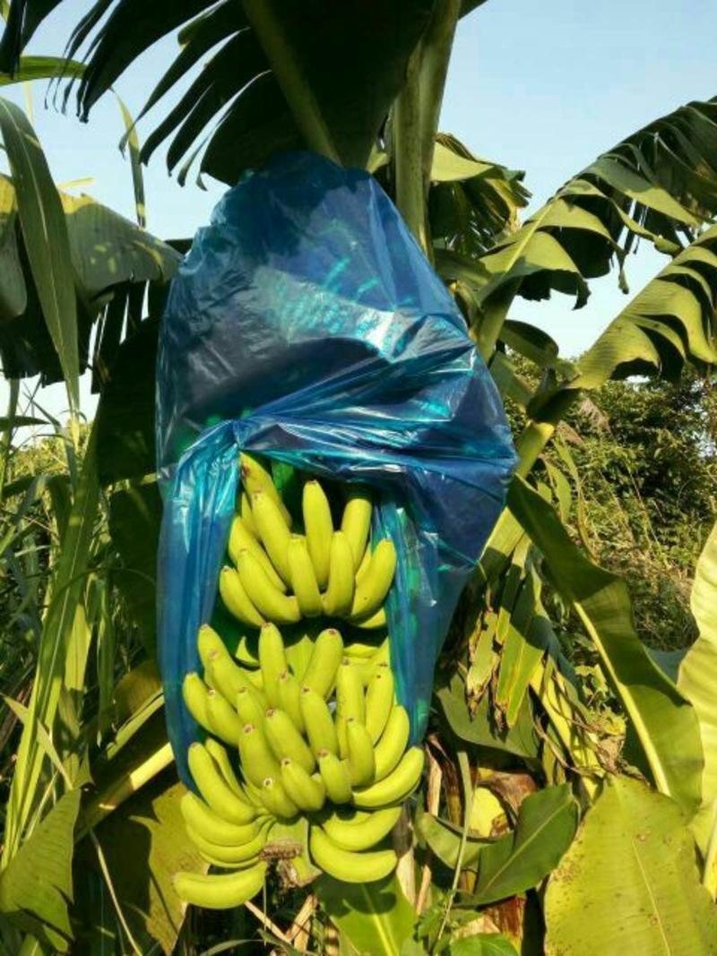 香蕉苗威廉斯桂蕉大巴西