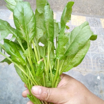 菠菜15~20厘米