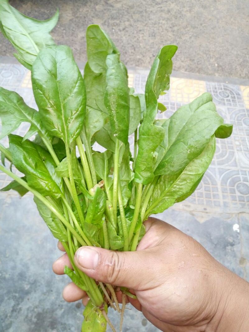 菠菜15~20厘米