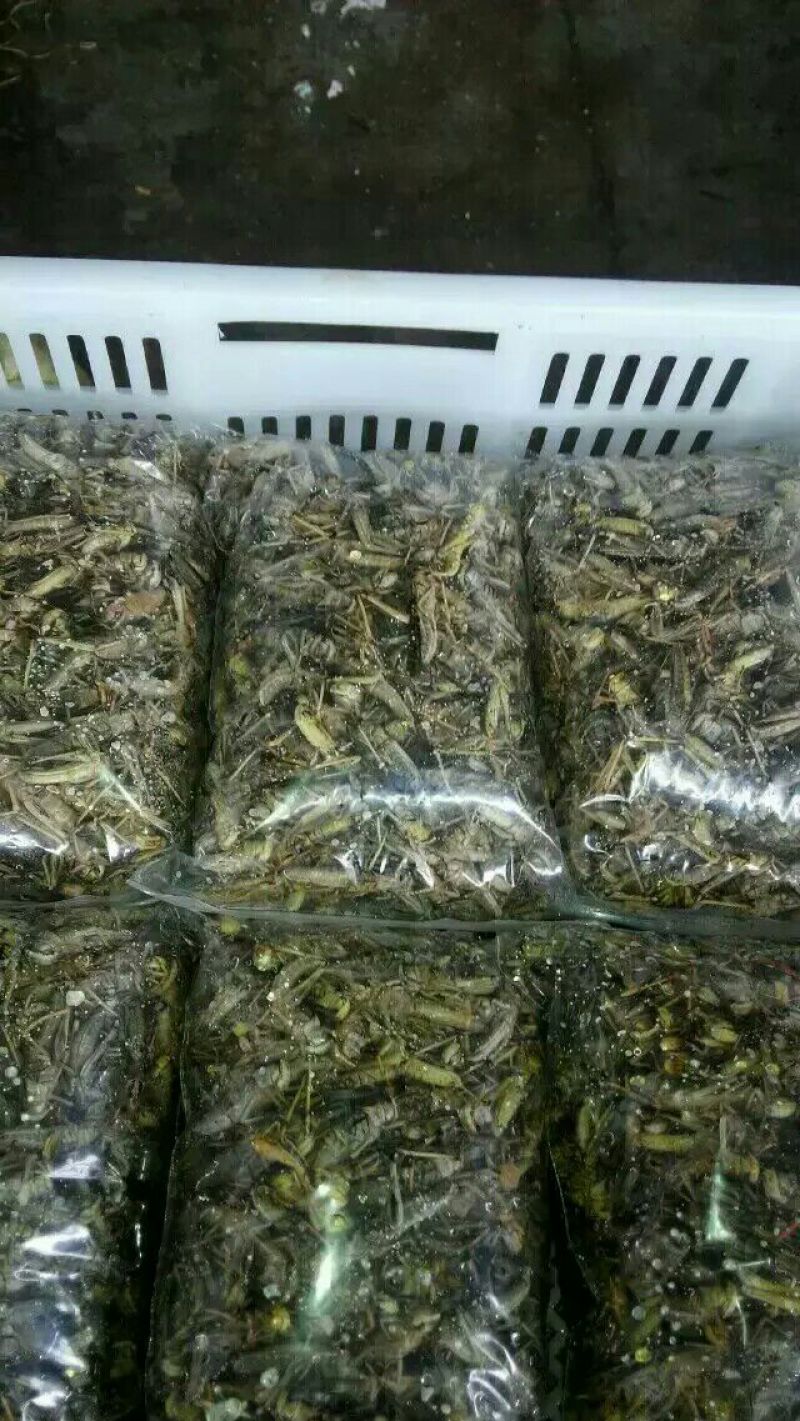 蝗虫食用