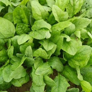 秋菠菜30~35厘米