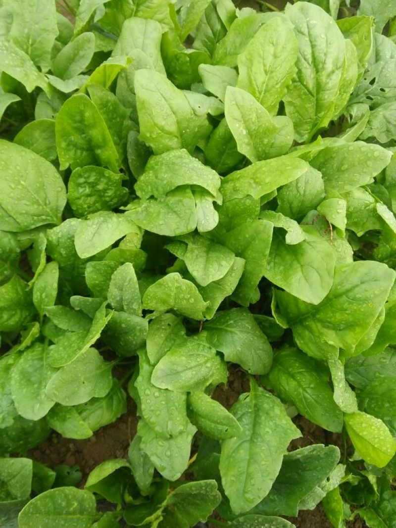 秋菠菜30~35厘米