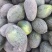 伽师瓜